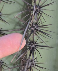 Carnegiea gigantea