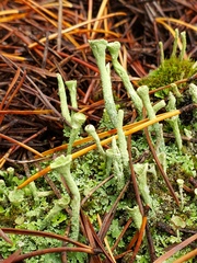 Cladonia chlorophaea