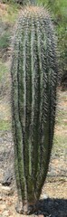Carnegiea gigantea