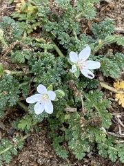 Erodium cicutarium
