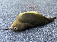 Oporornis agilis