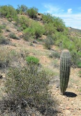Carnegiea gigantea