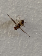 Toxonevra muliebris