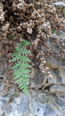 Myriopteris gracilis