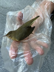 Oporornis agilis