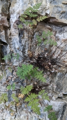 Myriopteris gracilis