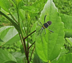 Phthia lunata