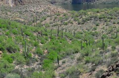 Carnegiea gigantea
