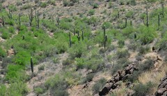 Carnegiea gigantea