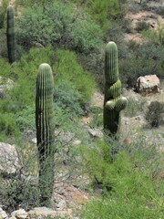 Carnegiea gigantea