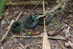 Drymobius margaritiferus