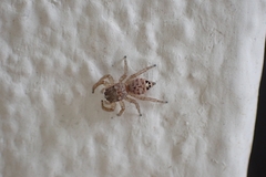 Wesolowskana lymphatica