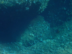 Epinephelus marginatus