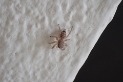 Wesolowskana lymphatica