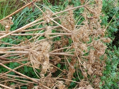 Heracleum sphondylium