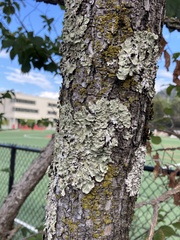 Parmelioideae