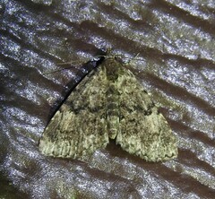 Metalectra miserulata