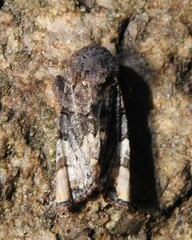 Euplexia triplaga