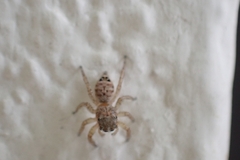 Wesolowskana lymphatica