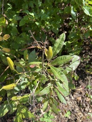 Rhododendron calendulaceum