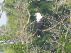 Haliaeetus vocifer