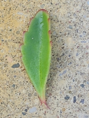 Phedimus