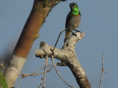 Anthreptes rectirostris tephrolaemus