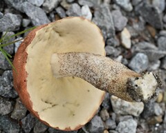 Leccinum aurantiacum
