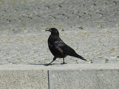 Corvus corone