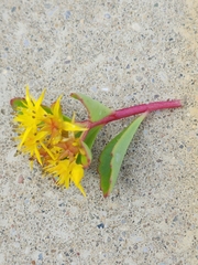 Phedimus