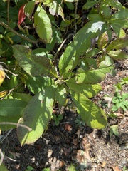 Rhododendron calendulaceum