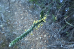 Struthiola tomentosa