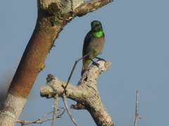 Anthreptes rectirostris tephrolaemus