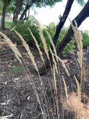 Calamagrostis epigejos