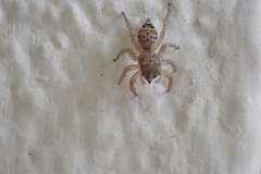 Wesolowskana lymphatica