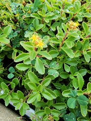 Phedimus