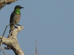 Anthreptes rectirostris tephrolaemus