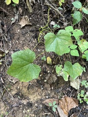 Menispermum canadense