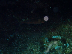 Symphodus mediterraneus