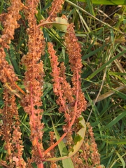 Rumex britannica