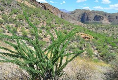 Fouquieria splendens