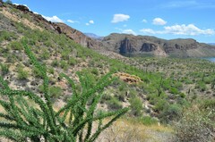 Fouquieria splendens