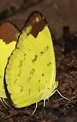 Eurema simulatrix