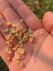 Rumex britannica