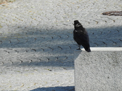 Corvus corone