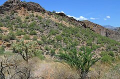 Fouquieria splendens