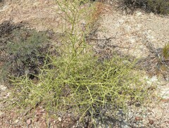 Parkinsonia microphylla