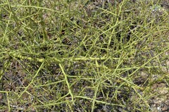 Parkinsonia microphylla