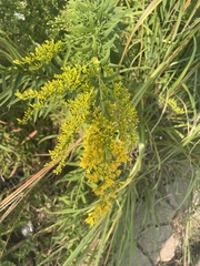 Solidago altissima