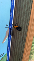 Lycomorpha pholus